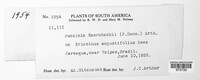 Puccinia kaernbachii image
